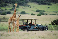 Giraffe