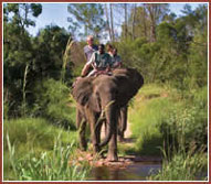 Elephant Back safari