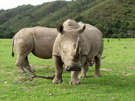 White Rhino