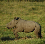 Baby Rhino