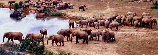 Gorah Elephant Camp Addo Elephant National Park, Eastern Cape