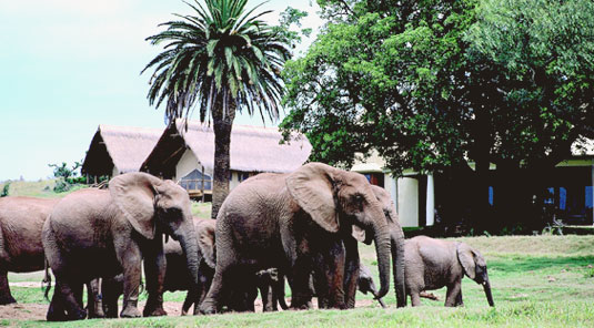 Gorah Elephant Camp Addo Elephant National Park, Eastern Cape