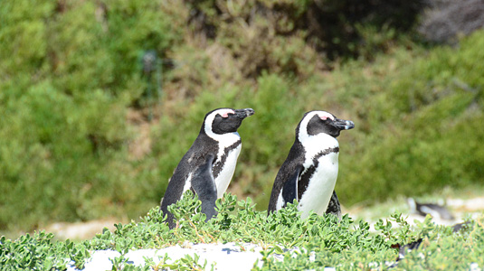 African Penguin - Boulders Beach