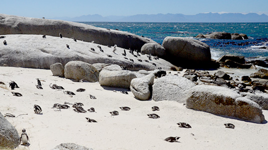 African Penguin - Boulders Beach