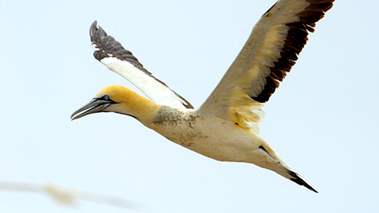 Cape Gannet