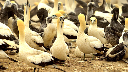 Cape Gannet