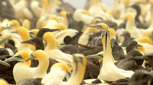 Cape Gannet Breeding Colony