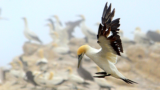 Cape Gannet Landing