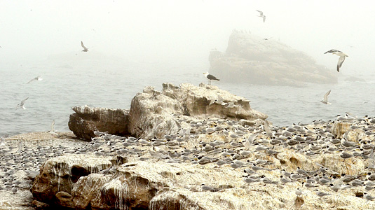 Lamberts Bay Gannet Island Sanctuary