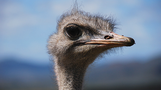 Ostrich