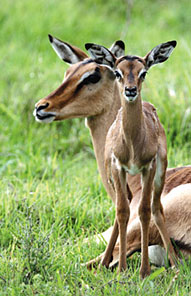 Kariega Game Reserve, Eastern Cape, South Africa