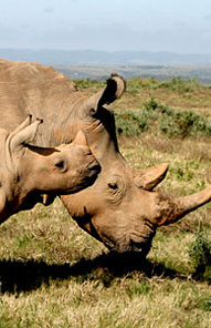 Kariega Game Reserve, Eastern Cape, South Africa