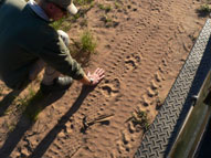 Lion tracks Lalibela Game Reserve Eastern Cape South Africa