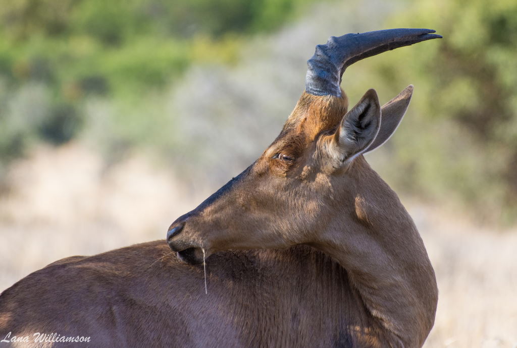 Mountain Zebra National Park