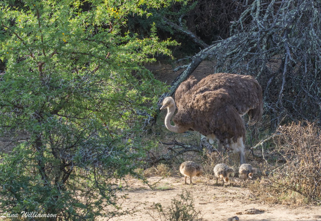 Mountain Zebra National Park