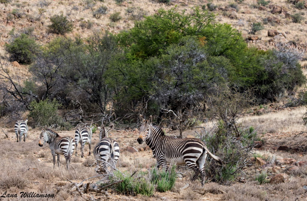 Mountain Zebra National Park