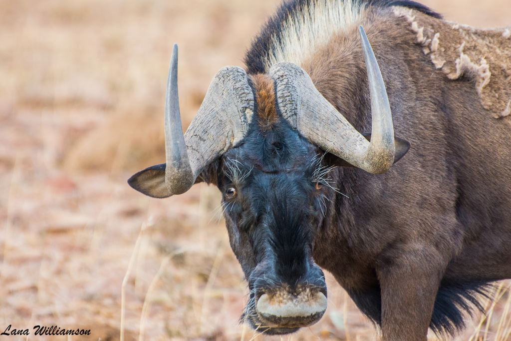 Mountain Zebra National Park