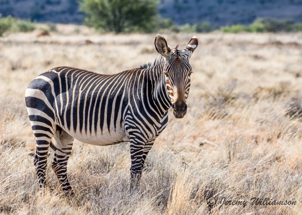 Mountain Zebra National Park