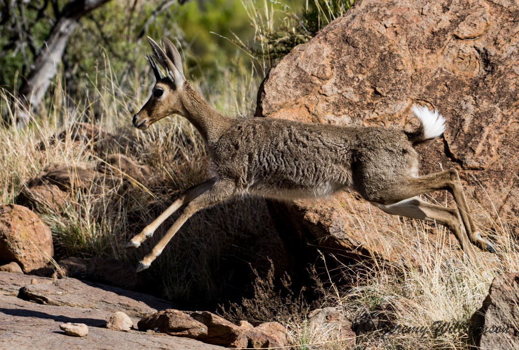 Mountain Zebra National Park