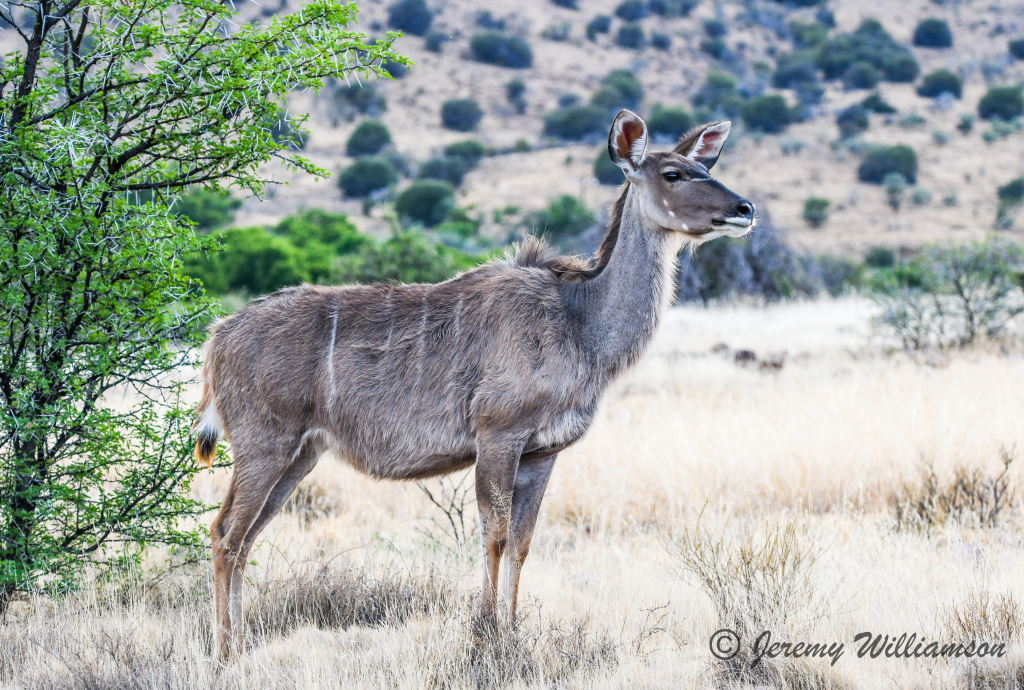 Mountain Zebra National Park