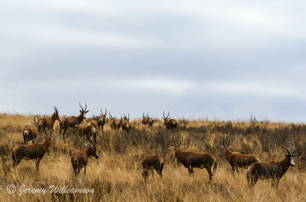 Mountain Zebra National Park