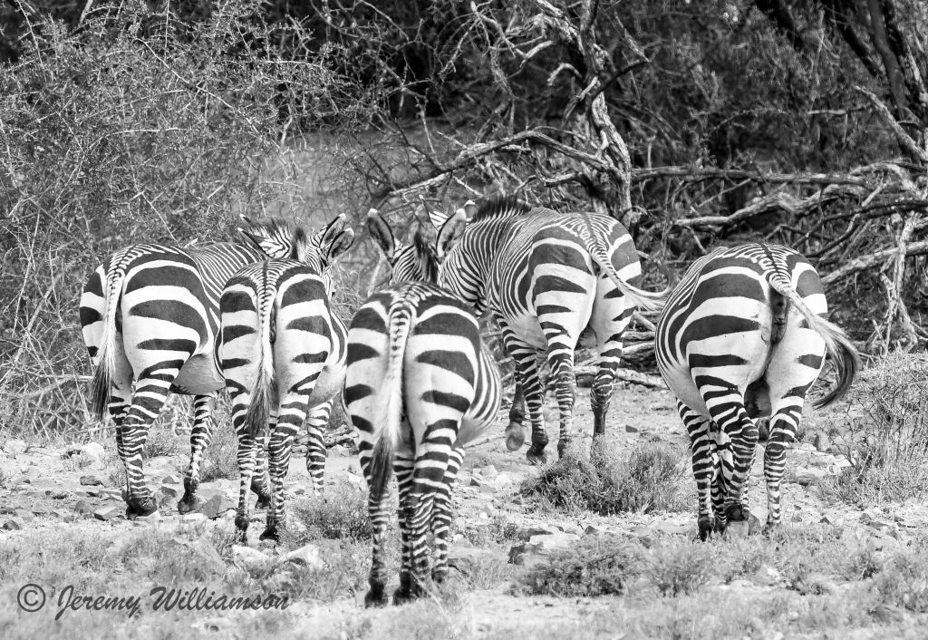 Mountain Zebra National Park