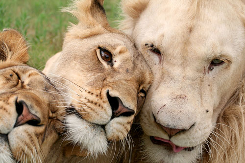 Lions Pumba Private Game Reserve Port Elizabeth Eastern Cape South Africa