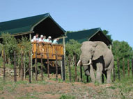 Addo Elephant National Park Eastern Cape South Africa